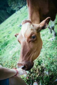 Cow is getting feed at an idyllic meadow in the European alps, Austria