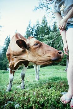 Cow is getting feed at an idyllic meadow in the European alps, Austria