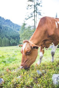 Cow is standing on an idyllic meadow in the European alps, Austria