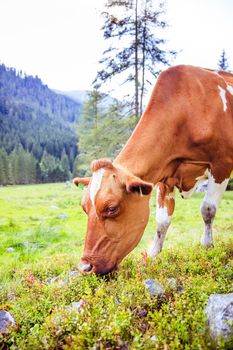 Cow is standing on an idyllic meadow in the European alps, Austria