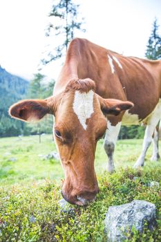 Cow is standing on an idyllic meadow in the European alps, Austria