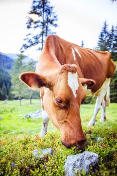 Cow is standing on an idyllic meadow in the European alps, Austria