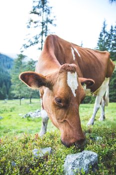 Cow is standing on an idyllic meadow in the European alps, Austria