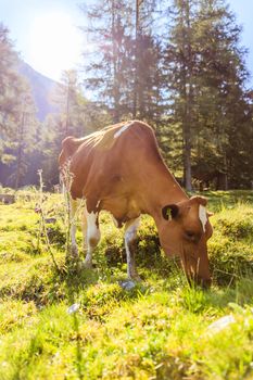 Cow is standing on an idyllic meadow in the European alps, Austria