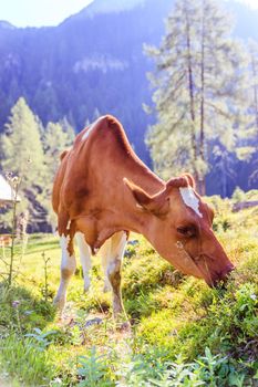 Cow is standing on an idyllic meadow in the European alps, Austria