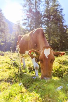 Cow is standing on an idyllic meadow in the European alps, Austria