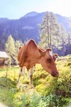 Cow is standing on an idyllic meadow in the European alps, Austria