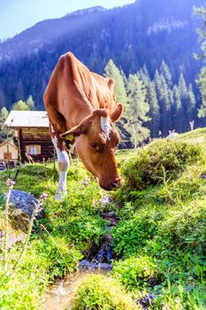 Cow is standing on an idyllic meadow in the European alps, Austria