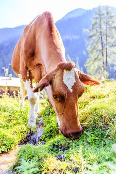 Cow is standing on an idyllic meadow in the European alps, Austria