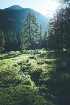 Beautiful river and forest landscape in the Alps, Austria