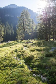 Beautiful river and forest landscape in the Alps, Austria