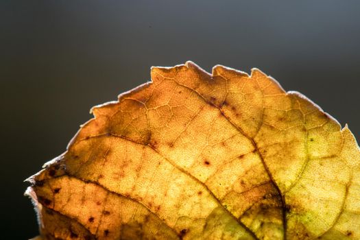 Close up of colorful leaf lying on the floor. Autumn time.