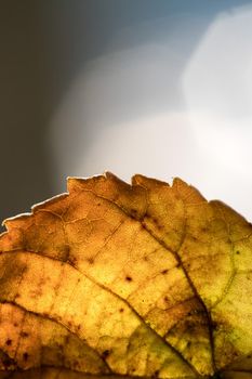 Close up of colorful leaf lying on the floor. Autumn time.