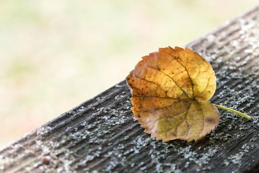 Close up of colorful leaf lying on the floor. Autumn time.