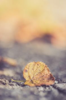 Close up of colorful leaf lying on the floor. Autumn time.