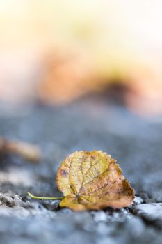 Close up of colorful leaf lying on the floor. Autumn time.