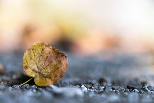 Close up of colorful leaf lying on the floor. Autumn time.