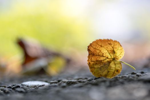 Close up of colorful leaf lying on the floor. Autumn time.