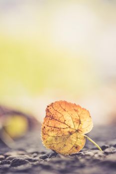 Close up of colorful leaf lying on the floor. Autumn time.