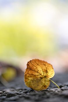 Close up of colorful leaf lying on the floor. Autumn time.