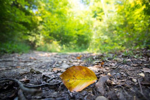 Close up of colorful leaf lying on the floor. Autumn time.