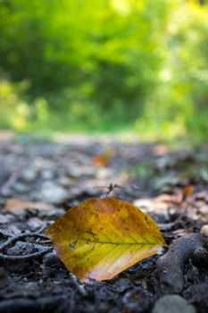 Close up of colorful leaf lying on the floor. Autumn time.