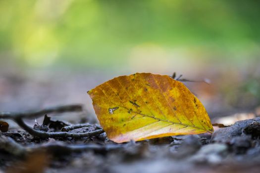 Close up of colorful leaf lying on the floor. Autumn time.