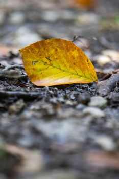 Close up of colorful leaf lying on the floor. Autumn time.