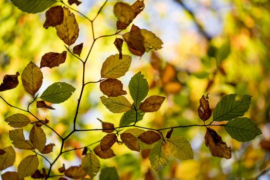 Colorful leaves in a park, autumn, copy space