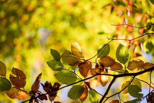 Colorful leaves in a park, autumn, copy space