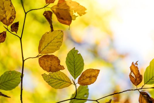 Colorful leaves in a park, autumn, copy space