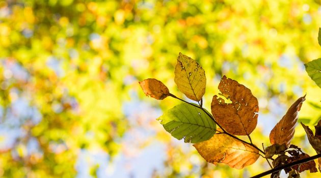 Colorful leaves in a park, autumn, copy space