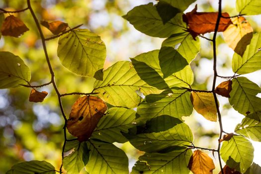 Colorful leaves in a park, autumn, copy space