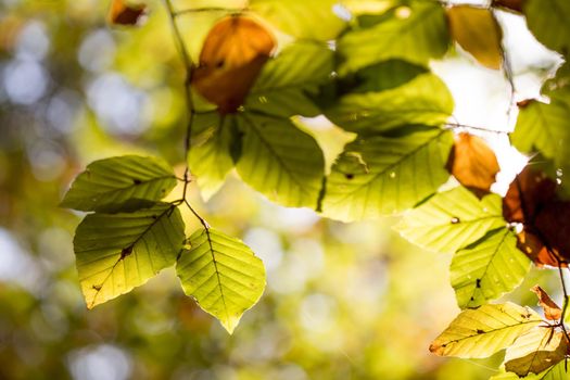 Colorful leaves in a park, autumn, copy space