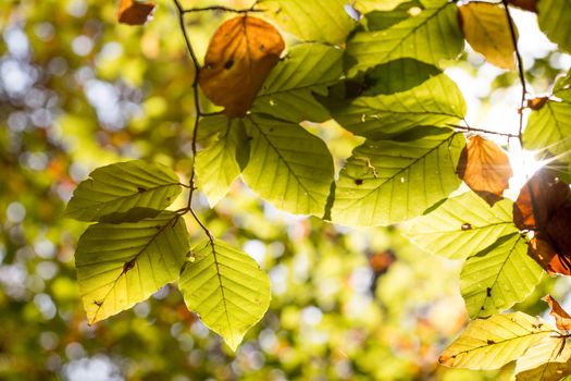 Colorful leaves in a park, autumn, copy space