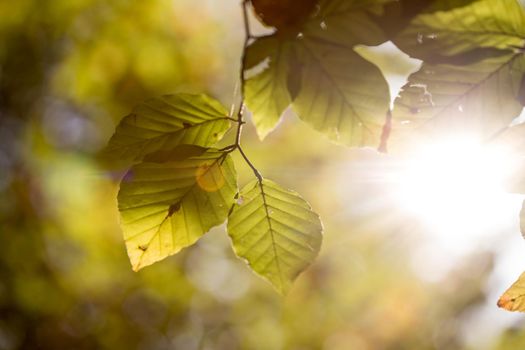 Colorful leaves in a park, autumn, copy space