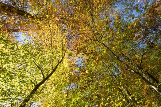 Colorful leaves in a park, autumn, copy space
