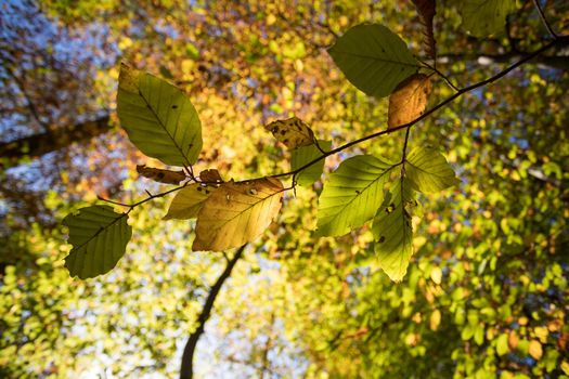 Colorful leaves in a park, autumn, copy space