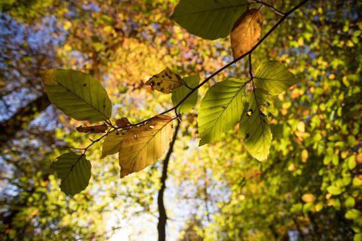 Colorful leaves in a park, autumn, copy space