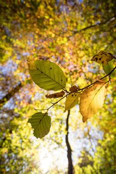 Colorful leaves in a park, autumn, copy space