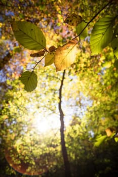 Colorful leaves in a park, autumn, copy space