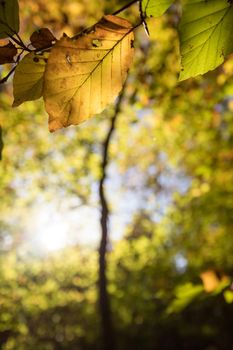 Colorful leaves in a park, autumn, copy space