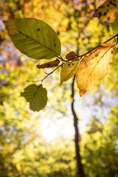 Colorful leaves in a park, autumn, copy space