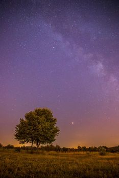 Clear purple sky with stars, lonely field and tree