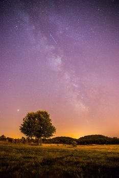 Clear purple sky with stars, lonely field and tree