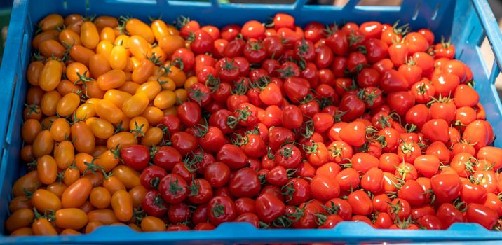 freshly picked red tomatoes in a crate.