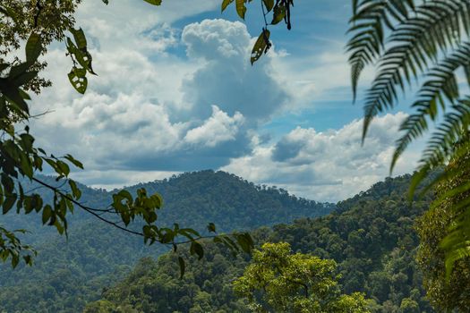 Jungle and trees of North Sumatra, in Gunung Leuser National Park, in a hot, wet and windy day, surrounded by little bees flying everywhere.