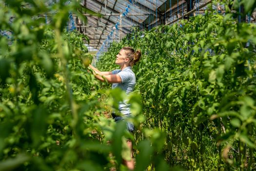 ripe red tomatoes in organic quality in a greenhouse.