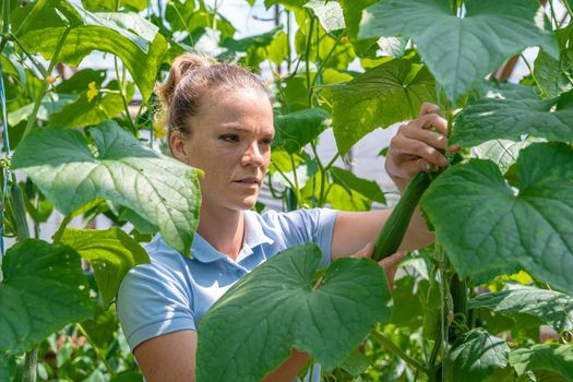 A farmer inspects a crop of cucumbers in a greenhouse on an organic farm.