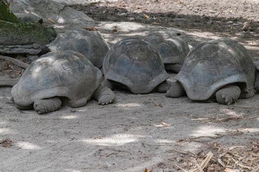 Giant turtles (dipsochelys gigantea) on Seychelles island La Digue